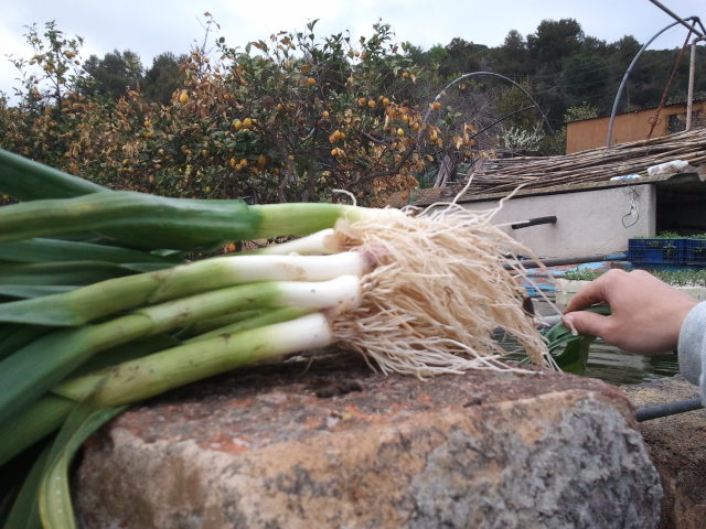 Cultivo y siembra de ajos tiernos