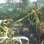 técnica del cultivo de ajos en nuestro huerto tradicional