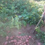cosechando patatas en el huerto de ajetes.com