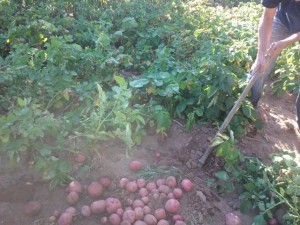cosechando patatas en el huerto de ajetes.com