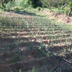 cultivo de calçots