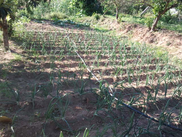 cultivo de calçots