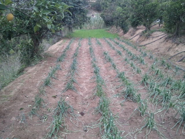 calzar calçots
