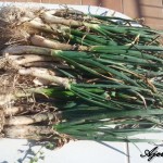calçots
