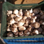 cultivar ajos