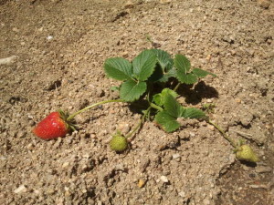 cultivar fresas