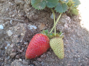 fresas