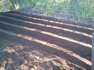 plantar ajos