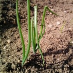 plantar cebollas