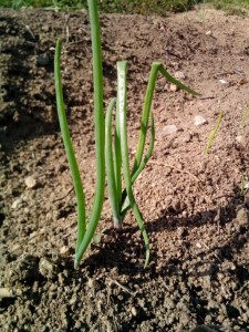 plantar cebollas