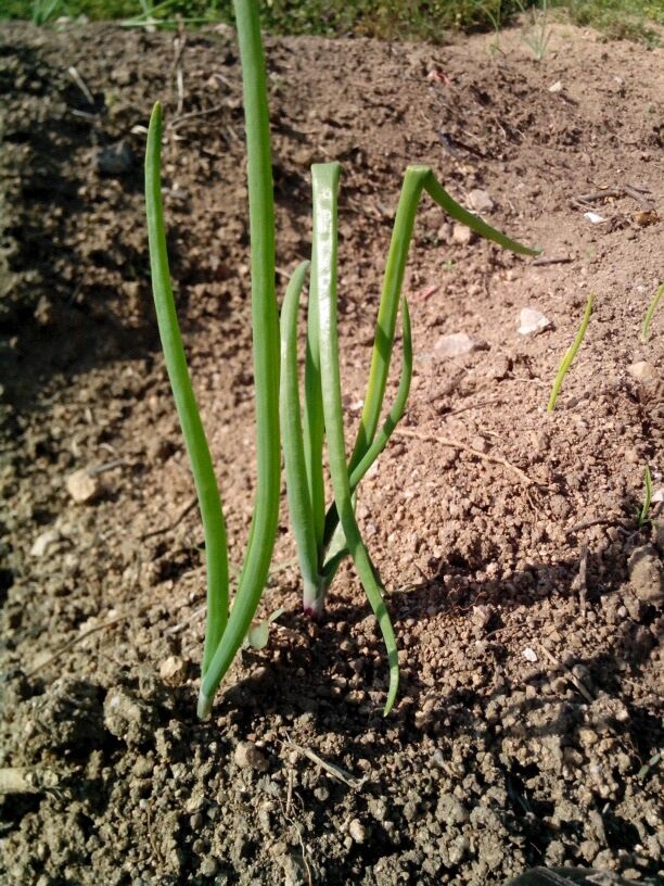 plantar cebollas