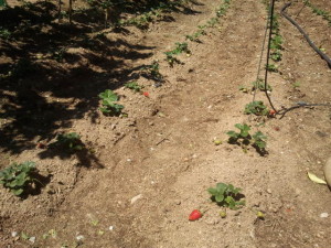 plantar fresas