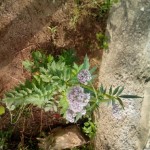 propiedades de la valeriana