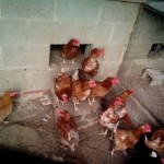 huevos ecologicos