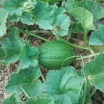 beneficios del melon