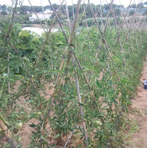 cultivo de tomates