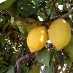 propiedades del limón