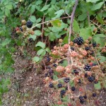 Mermelada de moras