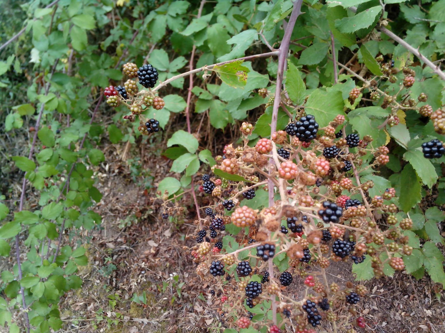 Mermelada de moras
