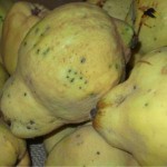mermelada de membrillo