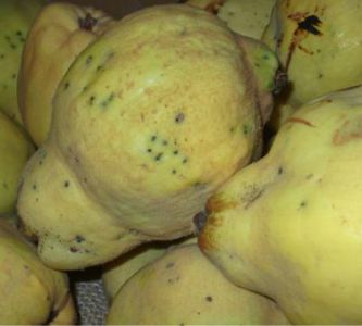 mermelada de membrillo